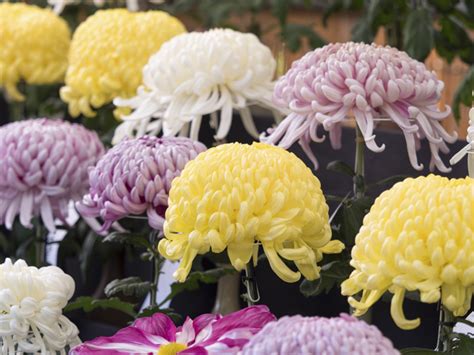 九菊|9月9日重陽（菊）の節句とは 菊を楽しむ意味と由来。